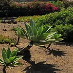 Willa Dammusi I Jardina